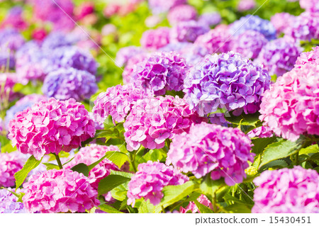 hydrangea hydrangea 15430451