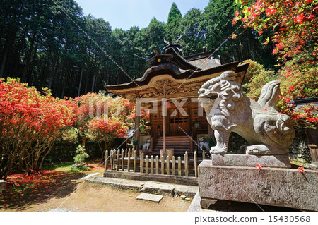 Kirishima Azalea and Guardian dog at Ichinomiya Shrine 15430568