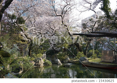 Spring Japanese garden 15430625