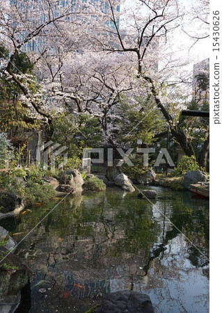 Spring Japanese garden 15430626
