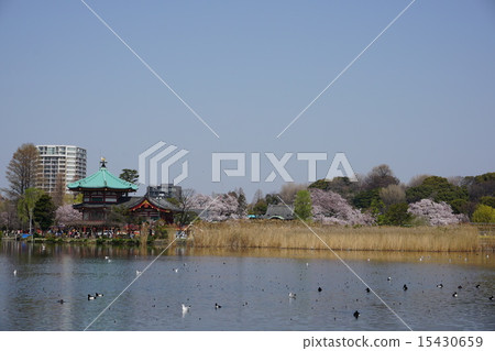 Shinobazu池塘 15430659