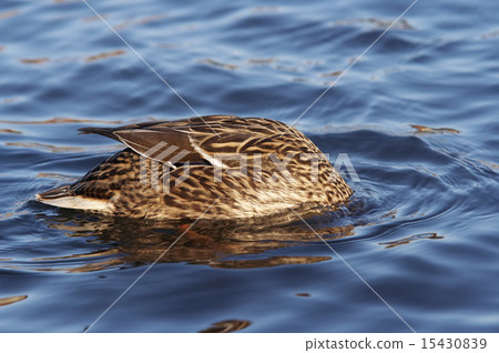 mallard like a buoy 15430839