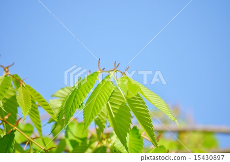 鮮綠色 鮮綠色 15430897