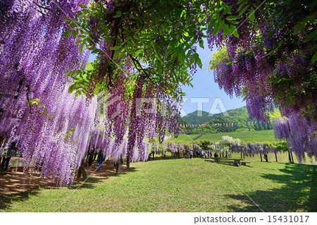 Shirai Omachi富士公園盛開 15431017