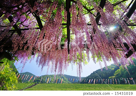 Wistaria and Koinobori 15431019