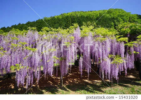 A mountain stained with wisteria and fresh green A mountain stained with wisteria and fresh green 15431020