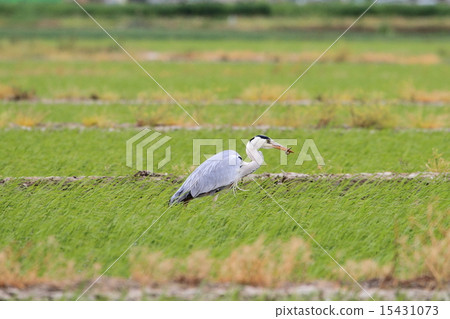 抓住泥鰍的Ao-sama 15431073