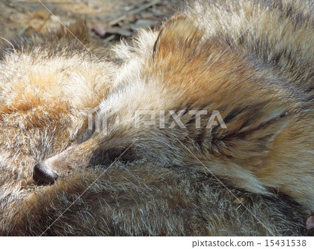 Hondo Tanuki 15431538