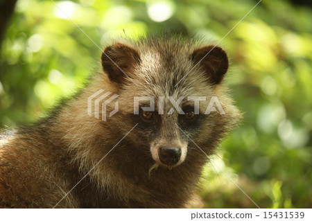 Hondo Tanuki 15431539