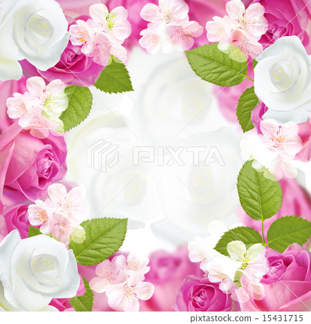 Pink and white roses 15431715