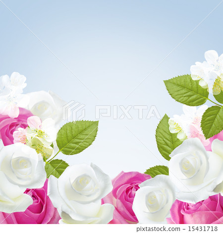 Pink and white roses 15431718