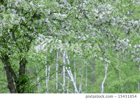 小松和白樺 小松和白樺 15431854