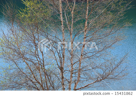 Shira樺樹射擊 15431862