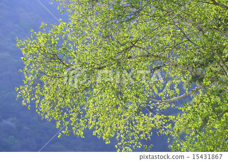 Fresh green birch 15431867