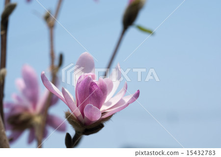 星花木蘭 15432783