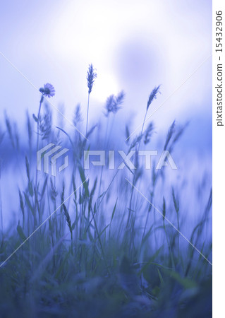 Dusk grass (soft focus) Dusk grass (soft focus) 15432906
