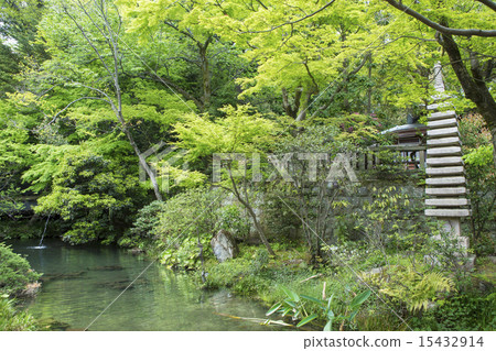 Fresh green of the temple 15432914