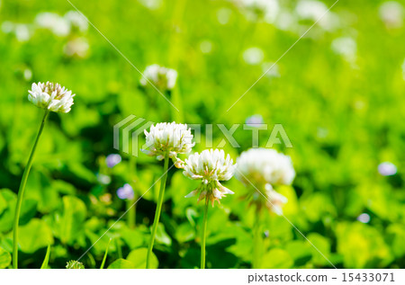 White clover White clover 15433071