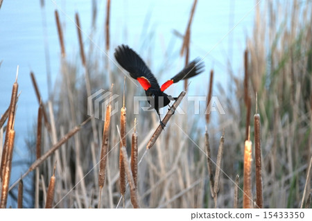 Hagoromo玻璃 - 紅翼黑鳥 Hagoromo玻璃 - 紅翼黑鳥 15433350