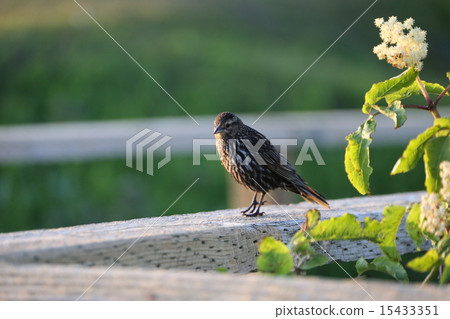 Song Sparrow Song Sparrow 15433351