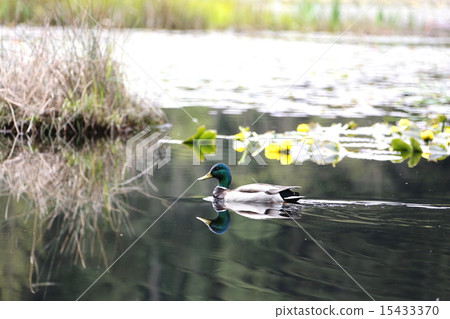Male Mallard Male Mallard Duck Swimming in the Lake 15433370
