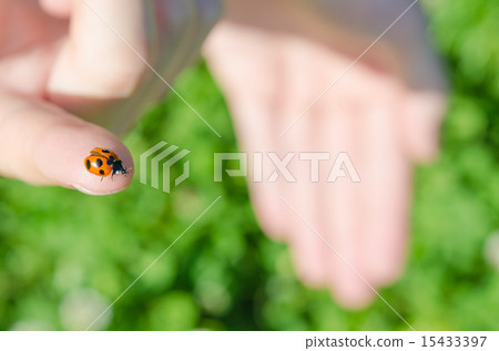 瓢蟲 瓢蟲 15433397