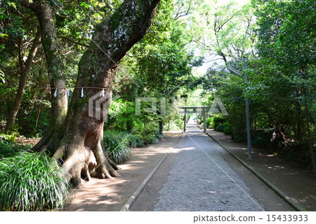 Sacred tree of Eda Shrine Sacred tree of Eda Shrine 15433933