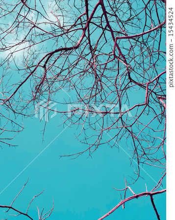 Branches of dry wood with blue sky Branches of dry wood with blue sky 15434524