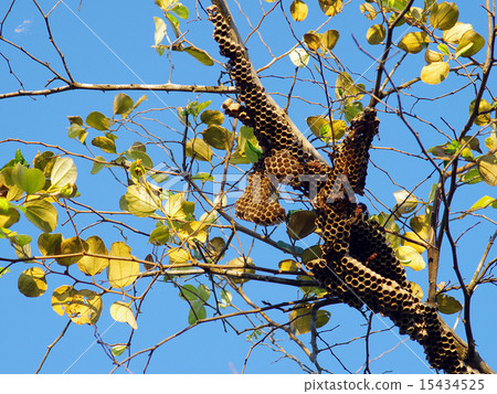 Wasp's nest Wasp's nest 15434525