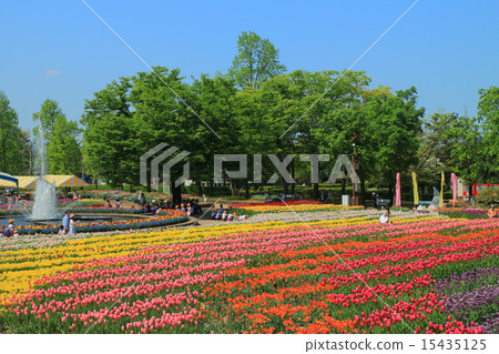 礪波鬱金香公園 礪波鬱金香公園 15435125