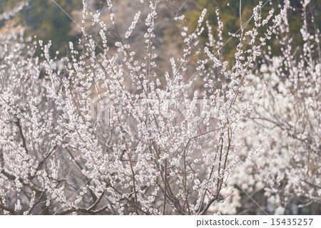 Cherry Blossoms	 15435257