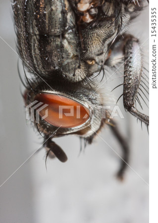 Fly portrait macro 15435355