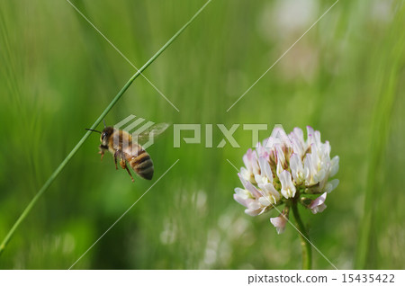 Flying bee Flying bee 15435422