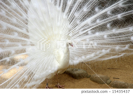 Pure white Indian peacock 15435437