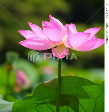 蓮花 15435503
