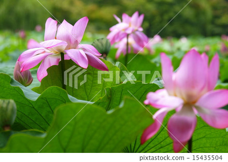 蓮花 15435504