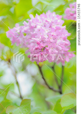 Lilac Lilac 15435746