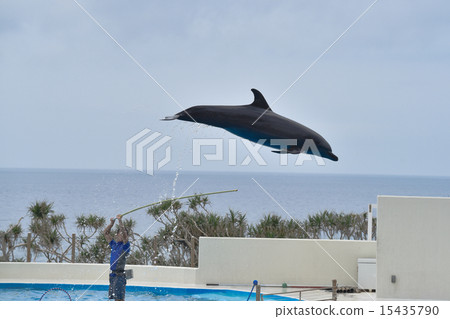 海豚 海豚 15435790