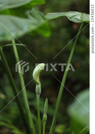 Natural plant quadrigo, low-key flowers in early summer come out of a leaf shade ① Natural plant quadrigo, low-key flowers in early summer come out of a leaf shade ① 15436013
