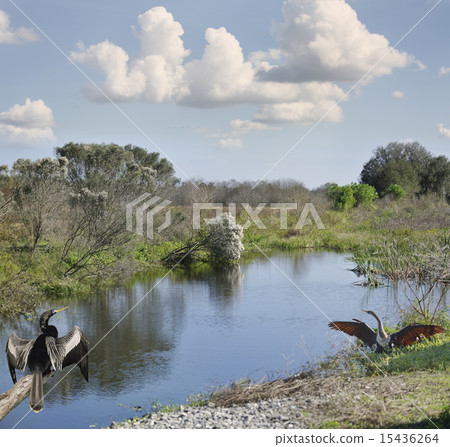 Florida Wetlands 15436264