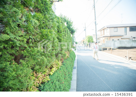 Hedge and residential area 15436391