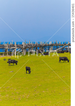 與初夏牧場Higashiya的風景 與初夏牧場Higashiya的風景 15436401