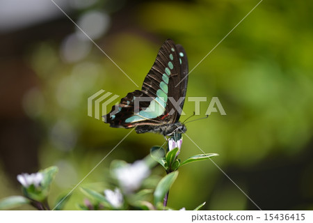 Aosiagehaha 15436415