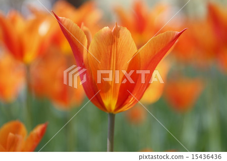 Tulip Tulip 15436436