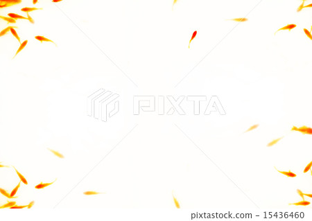 金魚框架 金魚框架 15436460