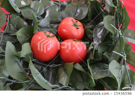 番茄1 15436596