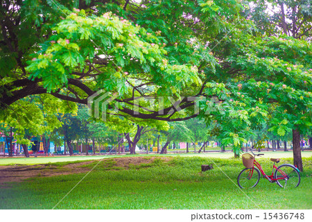 Red bicycle on green grass under tree Red bicycle on green grass under tree 15436748
