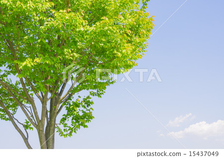 Trees and sky 15437049