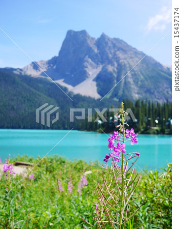 Emerald Lake Canada Emerald Lake Canada 15437174