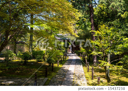 Fresh green kayoin 15437238